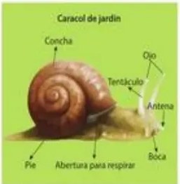 Figura 6 de Ciencias Naturales · 5 EGB · 2024