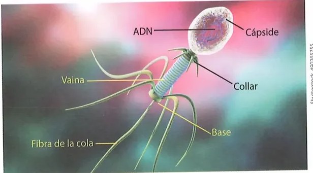 Figura 2 de Ciencias Naturales · 10 EGB · 2024