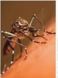Escarabajo hércules de la Amazonía con cuerno prominente.