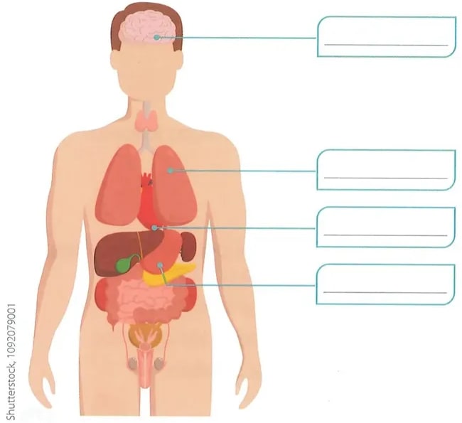 Figura 1 de Ciencias Naturales · 2 EGB · 2025
