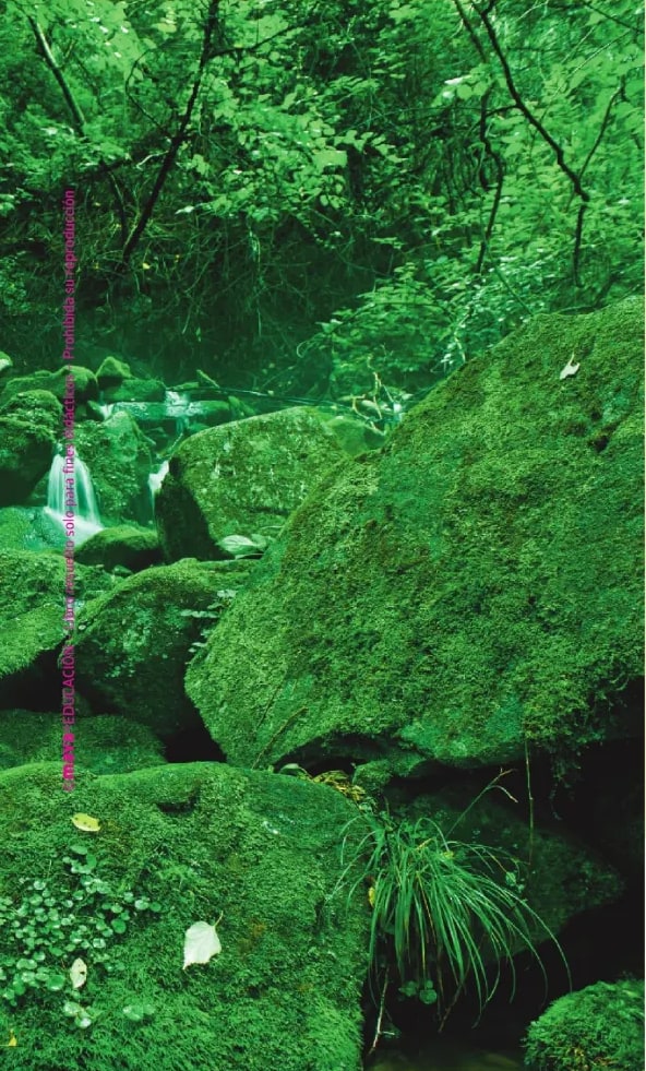 Fotografía a página casi completa de bosque tropical con rocas cubiertas de musgo verde, helechos y vegetación densa.