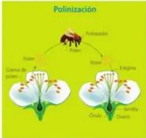 Esquema de polinización por abeja transfiriendo polen entre dos flores.