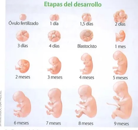 Figura 2 de Ciencias Naturales · 8 EGB · 2025