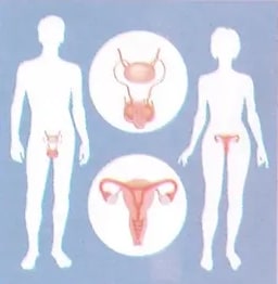 Figura 3 de Ciencias Naturales · 8 EGB · 2025