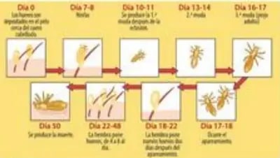 Cronología visual del ciclo del piojo con etapas en días.