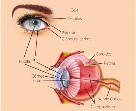 Figura 1 de Ciencias Naturales · 6 EGB · 2025