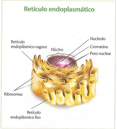 Figura 5 de Ciencias Naturales · 9 EGB · 2024