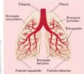 Anatomía de los pulmones con bronquio primario, secundario, terciario y bronquiolos.