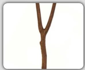 Fotografía de ramas de árbol, posiblemente del molle (Schinus molle), ilustrando la entrada Kallma.