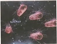 Figura 2 de Ciencias Naturales · 8 EGB · 2025