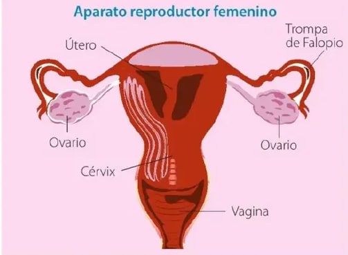 Figura 5 de Ciencias Naturales · 6 EGB · 2025
