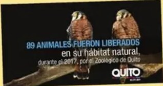 Cuatro tipos de fuentes ilustradas con sus portadas y descripciones.