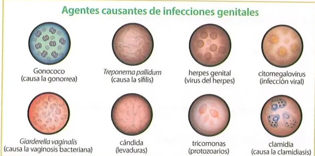 Figura 3 de Ciencias Naturales · 8 EGB · 2025