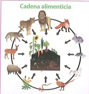 Figura 2 de Ciencias Naturales · 8 EGB · 2025