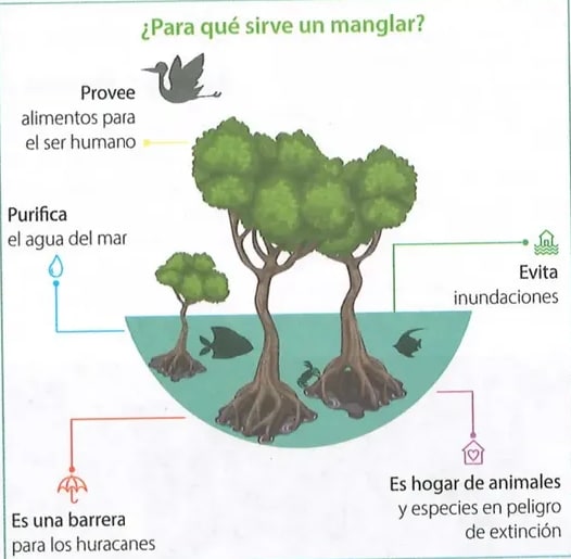 Figura 2 de Ciencias Naturales · 8 EGB · 2025
