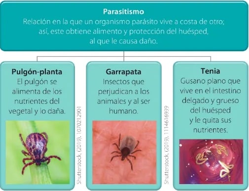 Figura 2 de Ciencias Naturales · 6 EGB · 2025
