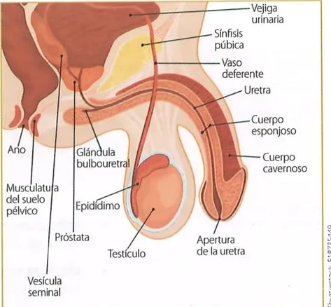 Figura 1 de Ciencias Naturales · 8 EGB · 2025