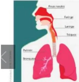Anatomía de los pulmones con bronquio primario, secundario, terciario y bronquiolos.