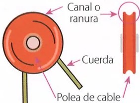 Figura 4 de Ciencias Naturales · 9 EGB · 2024