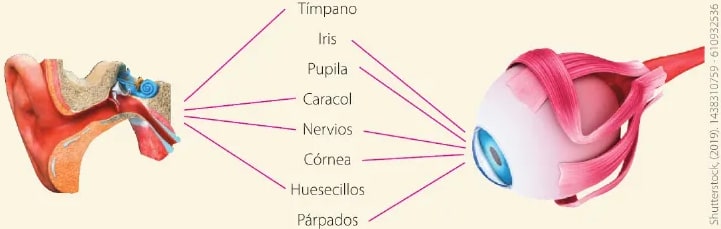 Figura 2 de Ciencias Naturales · 6 EGB · 2025