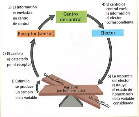 Figura 1 de Ciencias Naturales · 8 EGB · 2025