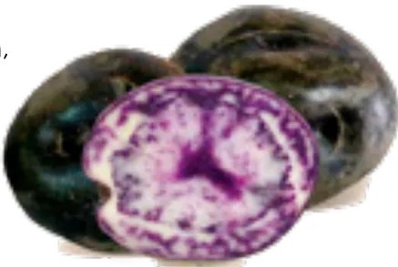 Fotografía de la amachi papa: tubérculo de superficie lisa, de color más claro, variedad nativa andina.