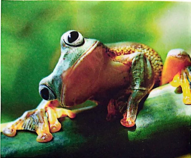Salamandra negra que tiene cola y cuatro patas.