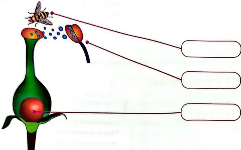 Doce óvalos con nombres de animales: araña, pato, elefante, murciélago, ratón, hormiga, ballena, caracol, lombriz, abeja, medusa, tortuga.