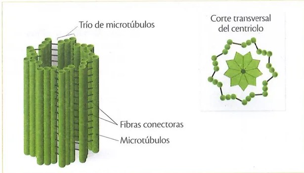 Figura 3 de Ciencias Naturales · 9 EGB · 2024