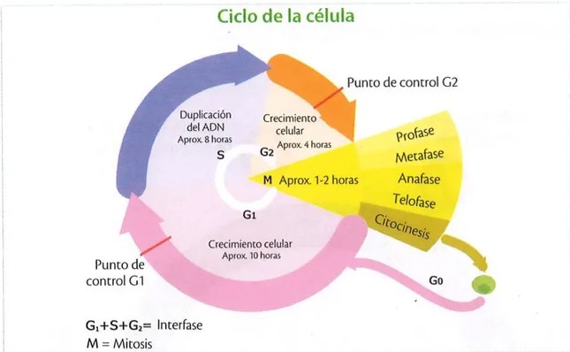 Figura 2 de Ciencias Naturales · 9 EGB · 2024