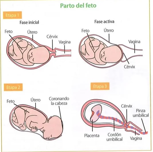 Figura 1 de Ciencias Naturales · 8 EGB · 2025