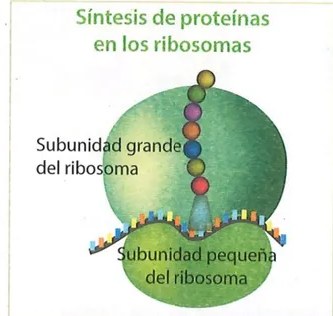 Figura 4 de Ciencias Naturales · 9 EGB · 2024