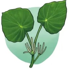 Ilustración de la Santa María: dos hojas verdes redondeadas con nervaduras visibles y un tallo verde.