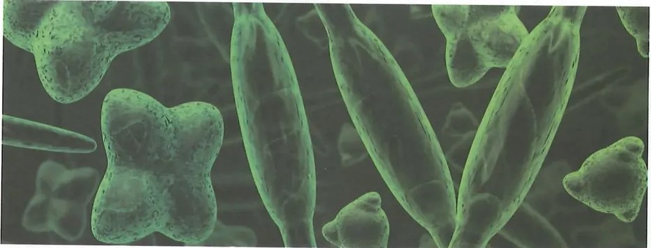 Figura 2 de Ciencias Naturales · 8 EGB · 2025