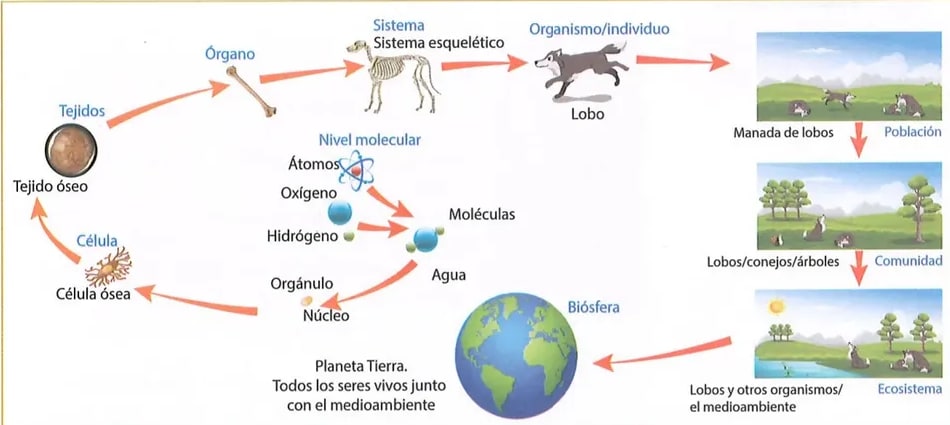 Figura 1 de Ciencias Naturales · 8 EGB · 2025