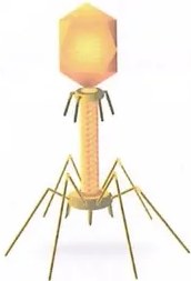 Figura 4 de Ciencias Naturales · 10 EGB · 2024