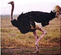 Foto de un cóndor con sus alas extendidas.