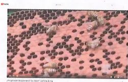 Figura 2 de Ciencias Naturales · 9 EGB · 2024