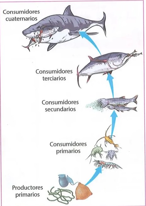 Figura 3 de Ciencias Naturales · 8 EGB · 2025