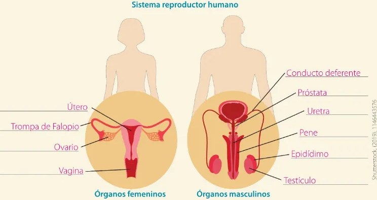 Figura 2 de Ciencias Naturales · 6 EGB · 2025