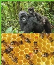 Figura 3 de Ciencias Naturales · 6 EGB · 2025