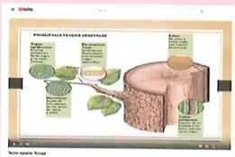 Figura 2 de Ciencias Naturales · 10 EGB · 2024