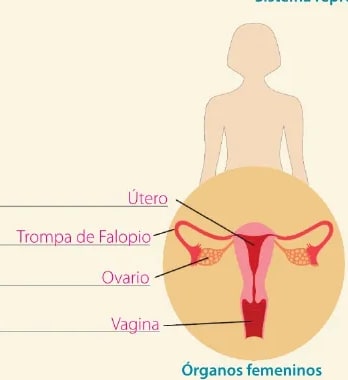 Figura 2 de Ciencias Naturales · 6 EGB · 2025