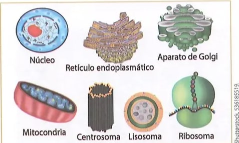 Figura 2 de Ciencias Naturales · 8 EGB · 2025