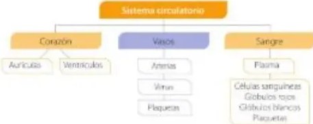 Anatomía del corazón con cuatro cavidades y vasos principales etiquetados.