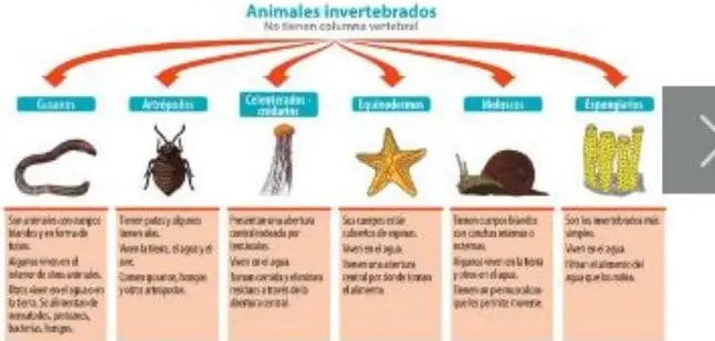 Figura 4 de Ciencias Naturales · 5 EGB · 2024