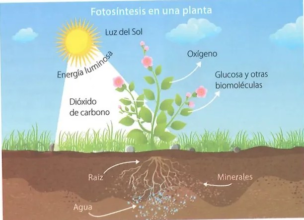 Figura 2 de Ciencias Naturales · 8 EGB · 2025
