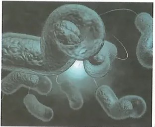 Figura 3 de Ciencias Naturales · 8 EGB · 2025