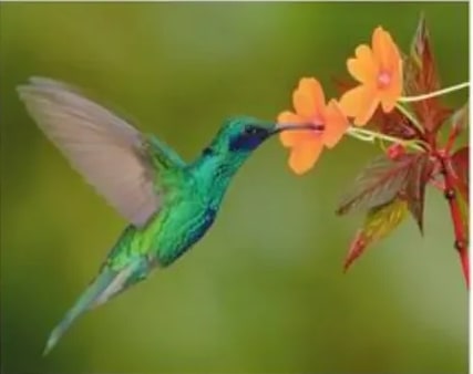 Colibrí (quinde) verde y azul libando una flor naranja.