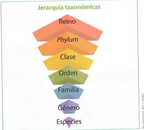 Figura 2 de Ciencias Naturales · 8 EGB · 2025